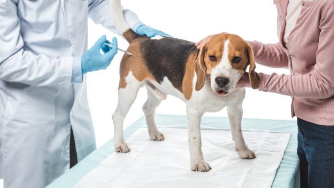 Lee más sobre el artículo Vacunas para perros gratis en USA. ¿Cómo obtenerlas?